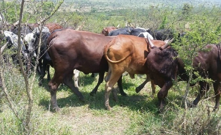 Nyagatare: Mu Murenge Umwe Gusa, Inka Zirenga 205 Zibasiwe n’Uburenge.